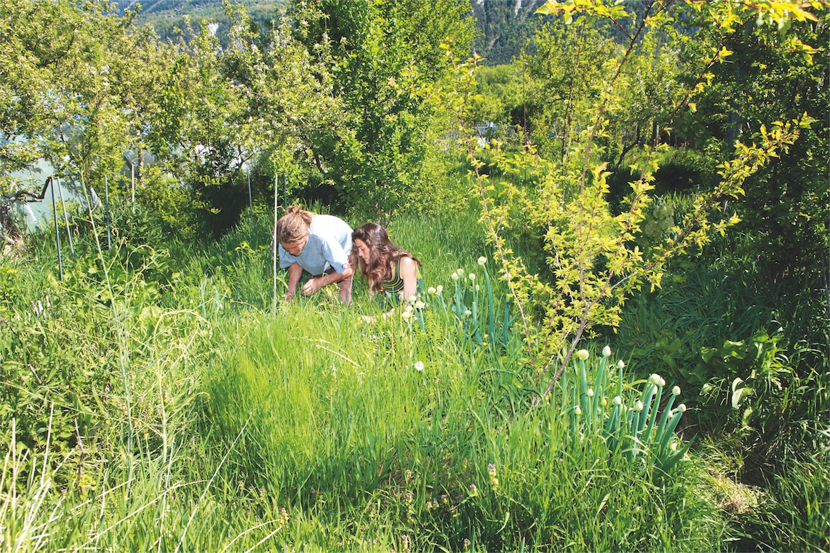 Ramener la nature dans son potager