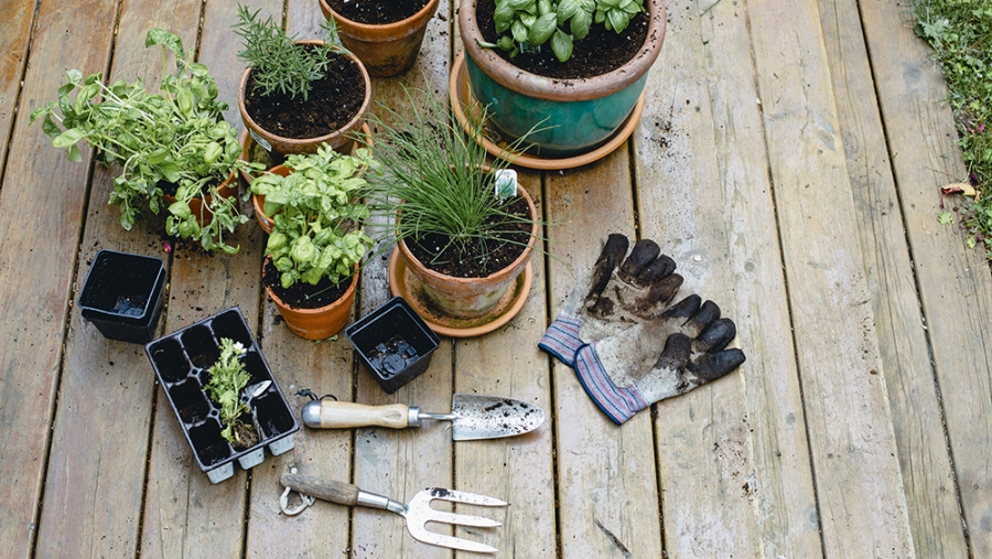 Les joies  du potager sur le balcon